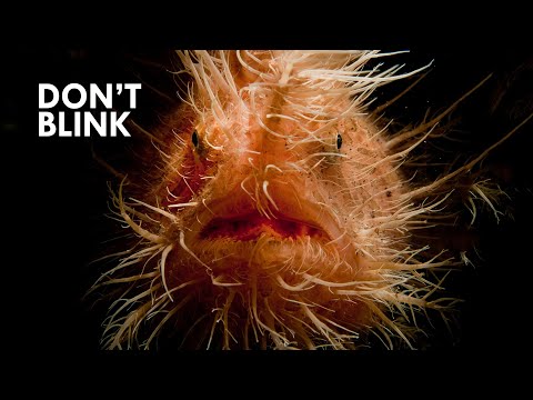 Frogfish Bite Faster Than You Can Blink