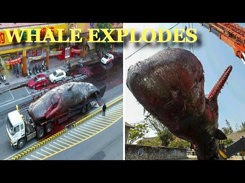 50 Tonne Whale Exploded In Street While Transporting To Research Centre In Taiwan