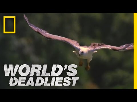 Mid-Air Eagle Fight | World&#039;s Deadliest