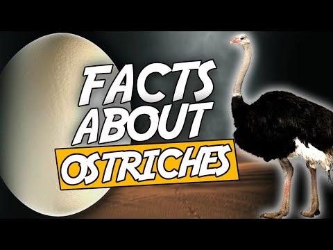 Top 10 Facts About Ostriches Which Are Weird