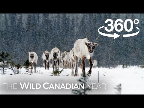 North America&#039;s Largest Herd of Caribou on the Move (360 Video) | Wild Canadian Year
