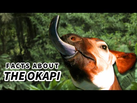 Okapi Facts: a Giraffe&#039;s ONLY Living Relative 🦒 Animal Fact Files