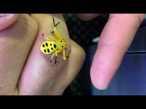 eight spotted crab spider