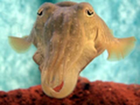 Cuttlefish: Chameleons of the Sea