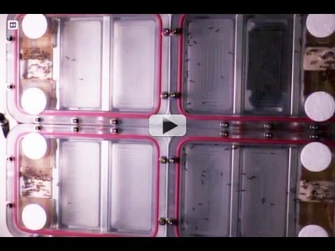 Ants In Space Work Hard To Move In Microgravity | Video
