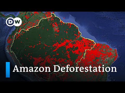 Who is responsible for the Amazon deforestation fires in Brazil? | DW Analysis