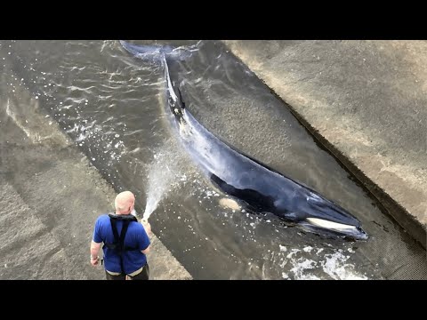 Minke Whale escapes after becoming stranded in River Thames Richmond lock