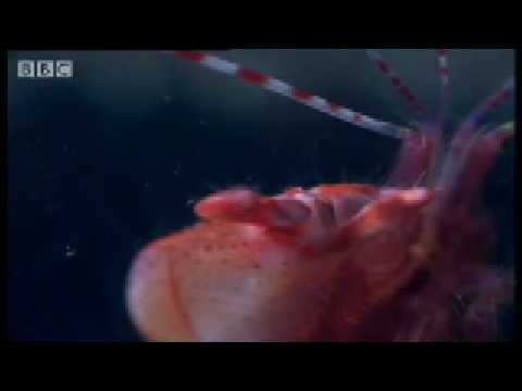 Pistol Shrimp sonic weapon - Weird Nature - BBC wildlife