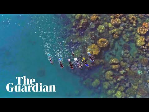 Grandmothers go underwater to uncover population of lethal sea snakes