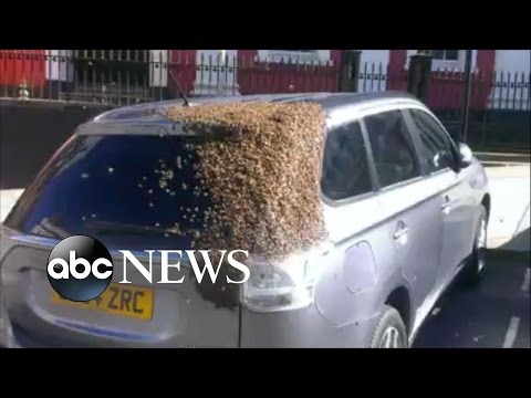 ミツバチが車を追う動画