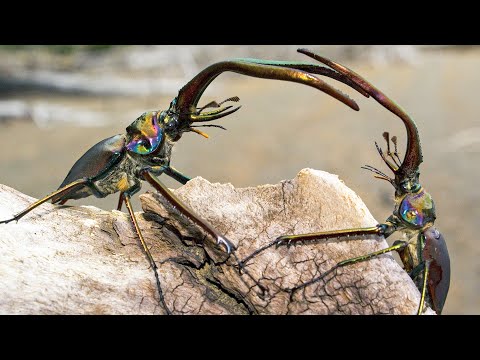 Stag Beetle Throws Girlfriend Out Of Tree | Life | BBC Earth