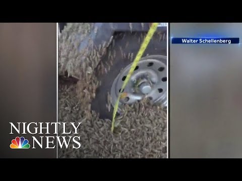 What Happens In Vegas: Swarm Of Grasshoppers Take Over Sin City | NBC Nightly News