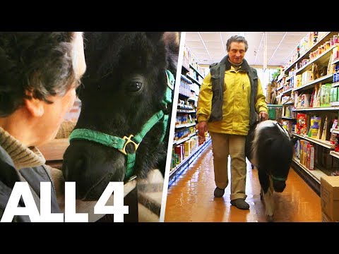 Panda the Miniature Guide Horse is a Superpet