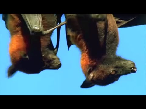 Mating Fruit Bats | Wild Indonesia | BBC Earth