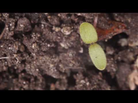 3D printed soil reveals the world beneath our feet