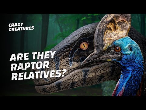 Cassowaries Are the Most Dangerous Bird in the World