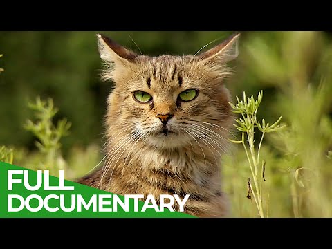 Wildlife Takeover: How Animals Reclaimed Chernobyl | Free Documentary Nature