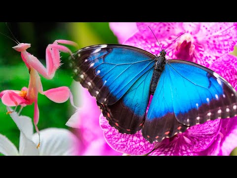 The Most BEAUTIFUL INSECTS In The World 🦋