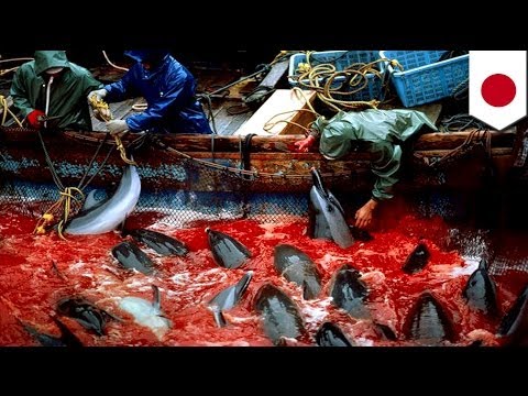 Japan dolphins slaughter: More than 200 dolphins to be killed at Taiji cove