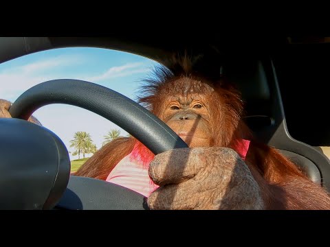 Animalia&#039;s Orangutan Rambo loves her electric car