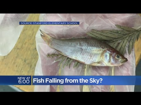 How Did Fish End Up Spread Across Elementary School Campus?