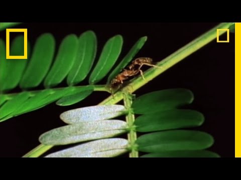 Amazing Symbiosis: Ant Army Defends Tree | National Geographic