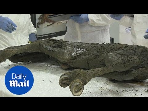 Scientists discover 40,000 year old horse in Siberian permafrost