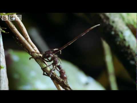 Top 10 Creepiest Looking Fungi - 32