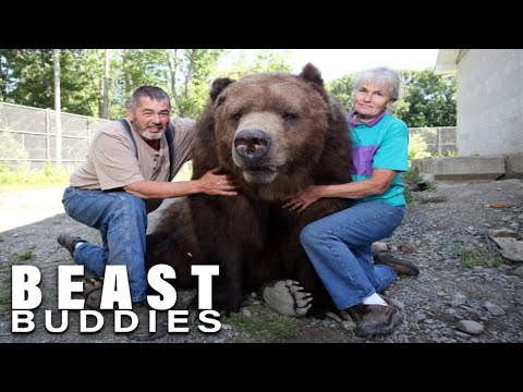 The People Who Live With Giant Bears | BEAST BUDDIES SPECIAL