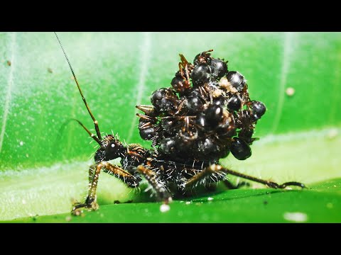 Assassin Bug Stacks Dead Ants on its Back for Camouflage