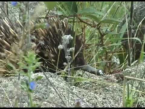 Echidna (blowing snot bubbles to keep cool.)