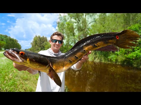 INVASIVE Snakehead in ROADSIDE Ditch! Catch Clean Cook