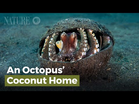 An Octopus&#039; Coconut Home