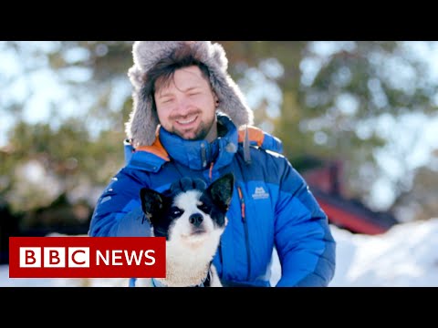 Dog nose prints could help identify missing pets – BBC News