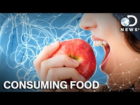How Exactly Does Your Body Process Food?