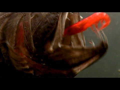 Fangtooth - deep sea fish with massive teeth chomps shrimp