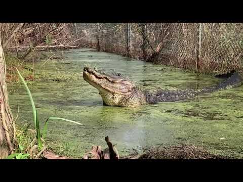 DRAGON SOUNDS - Alligator bellowing