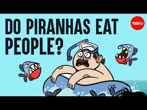 What happens when you fall into piranha-infested waters? - Antonio Machado-Allison