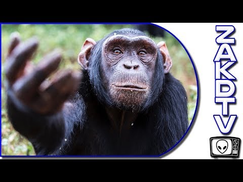 ⭐ WEIRD SCIENCE NEWS | Chimps Play Rock Paper Scissors | Cell Towers on Moon | Non Melting Ice Cream