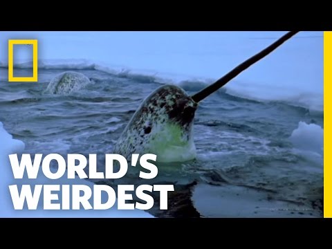 Narwhals | World&#039;s Weirdest