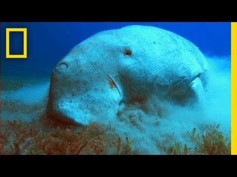 What in the World is a Dugong? | National Geographic