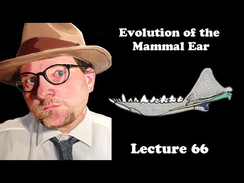 Lecture 66 Evolution of the Mammal Ear