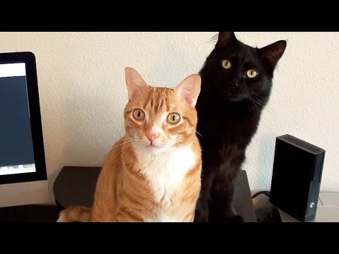 Scientists Create Music for Cats!