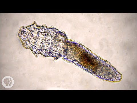 These Face Mites Really Grow on You | Deep Look