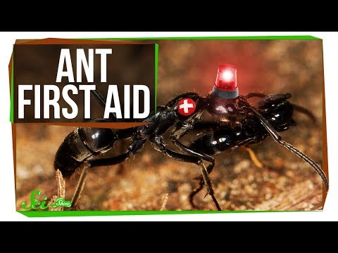 These Ant Paramedics Save Their Injured Comrades