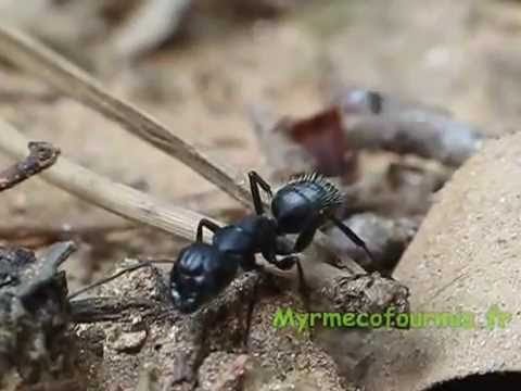 Rare Phoridae flies chase and parasite Camponotus vagus ant