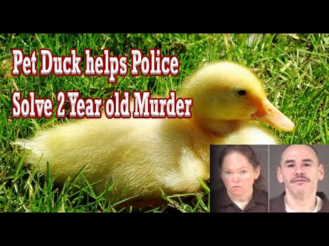 A Pet Duck Helps Police Solve a Murder in North Carolina | Nellie Sullivan