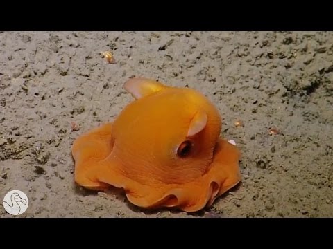 The Dumbo Octopus