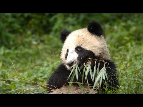 Panda Mother Teaches Cub How to Eat Bamboo | 4KUHD | China: Natures Ancient Kingdom | BBC Earth