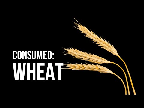 What is the environmental impact of wheat? #Consumed